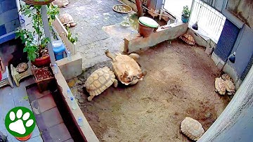 Hero Tortoise Rushes To Save Struggling Friend