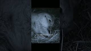 Adorable Ground Squirrels Have Their Own Burrowing Code