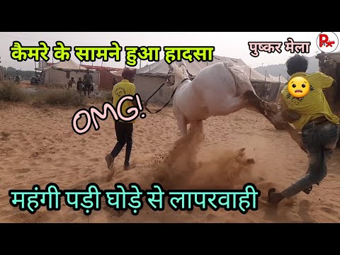 वीडियो: क्या घोड़े को लात मारने से उन्हें दर्द होता है?