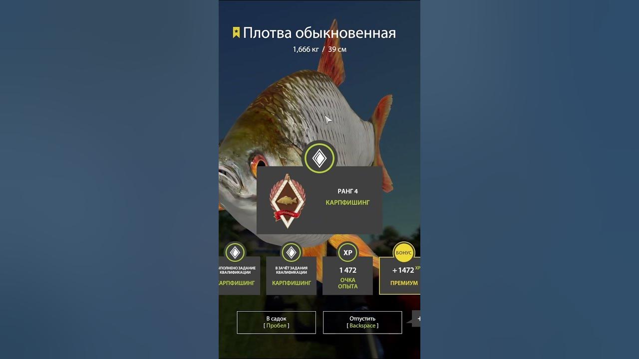 Трофейная плотва. Трофейная плотва