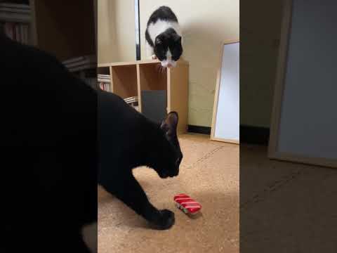 猫 vs 寿司 - Cats vs sushi - #Shorts