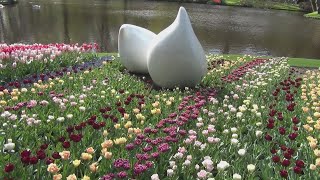 Andy Tielman - Tulips From Amsterdam