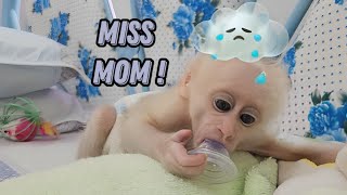 Smart Baby Monkey SUGAR Obeys to Sleep Herself without Mom