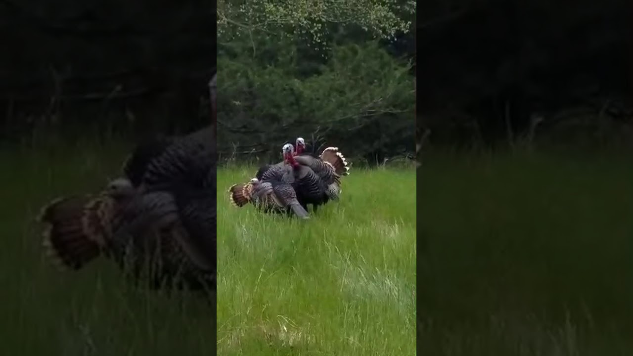 Jake Turkeys fight decoy YouTube