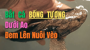 Bắt Cá Bống Tượng Dưới Ao – Đem Lên Nuôi Vèo | BỐNG TƯỢNG MIỀN TÂY