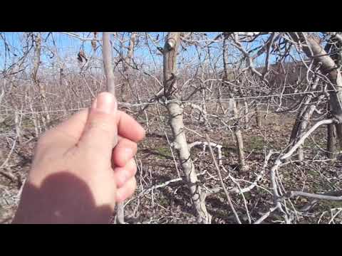 Видео: Защита на градината от пролетни студове