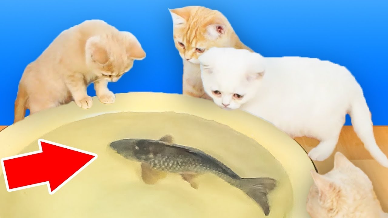 Reaksi Kucing Terhadap Ikan Hidup Nyata Youtube