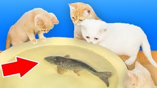Reaksi Kucing Terhadap Ikan Hidup Nyata