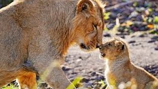 22 powerful moments expressing mother's love among animals