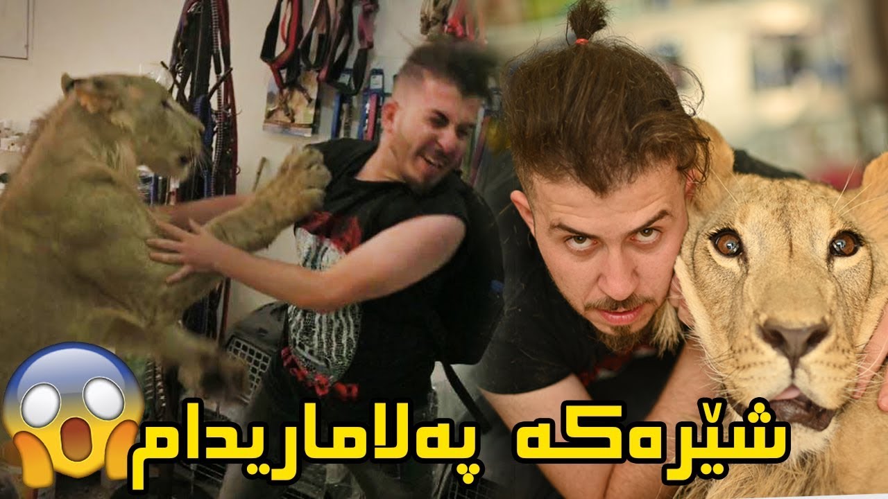 یەکەم شێر لە کوردستان