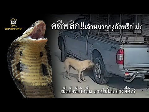คดีพลิก!! เจ้าหมาถูกงูกัดหรือไม่? อสรพิษวิทยา EP.114