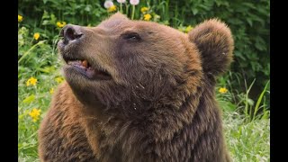 Brown Bear Impaled With Ice Ax By Clint Adams