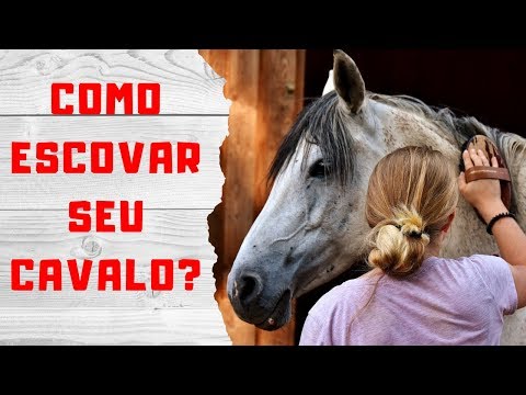 Vídeo: Como Escovar Um Cavalo
