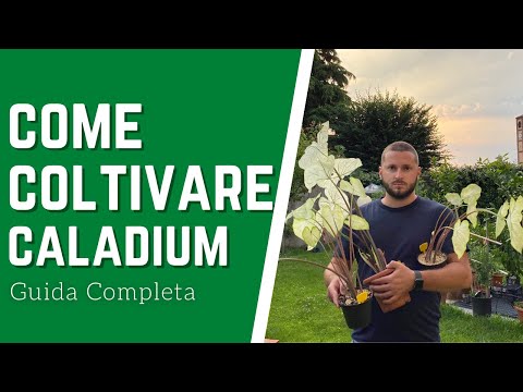 Video: Caladium (33 Foto): Prendersi Cura Di Un Fiore A Casa, Una Descrizione Delle Specie Vegetali. Regole Per Coltivare Caladium All'aperto