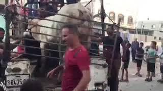 🔥🐂عجل فرنسي فريد من نوعه كسر الشحن 🐂🔥