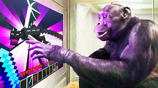 I Taught an Ape to BEAT Minecraft Part 2 by ChrisDaCow 688,817 views 4 months ago 13 minutes, 59 seconds