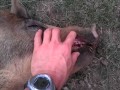 Pig, sound sound asleep