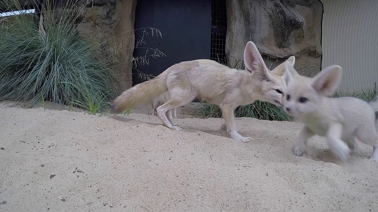 Tiny Fennec Fox Kit Born At Sydney S Taronga Zoo Youtube