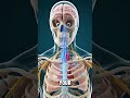 what if you stop smoking 🚭 ?? #facts #science #humanbody #animation #neuroscience #medicalanimation