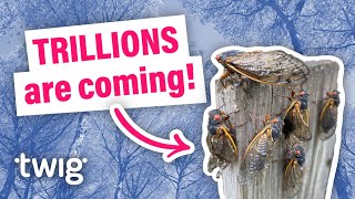 Swarms of cicadas emerge across the US! | Twig Science Reporter