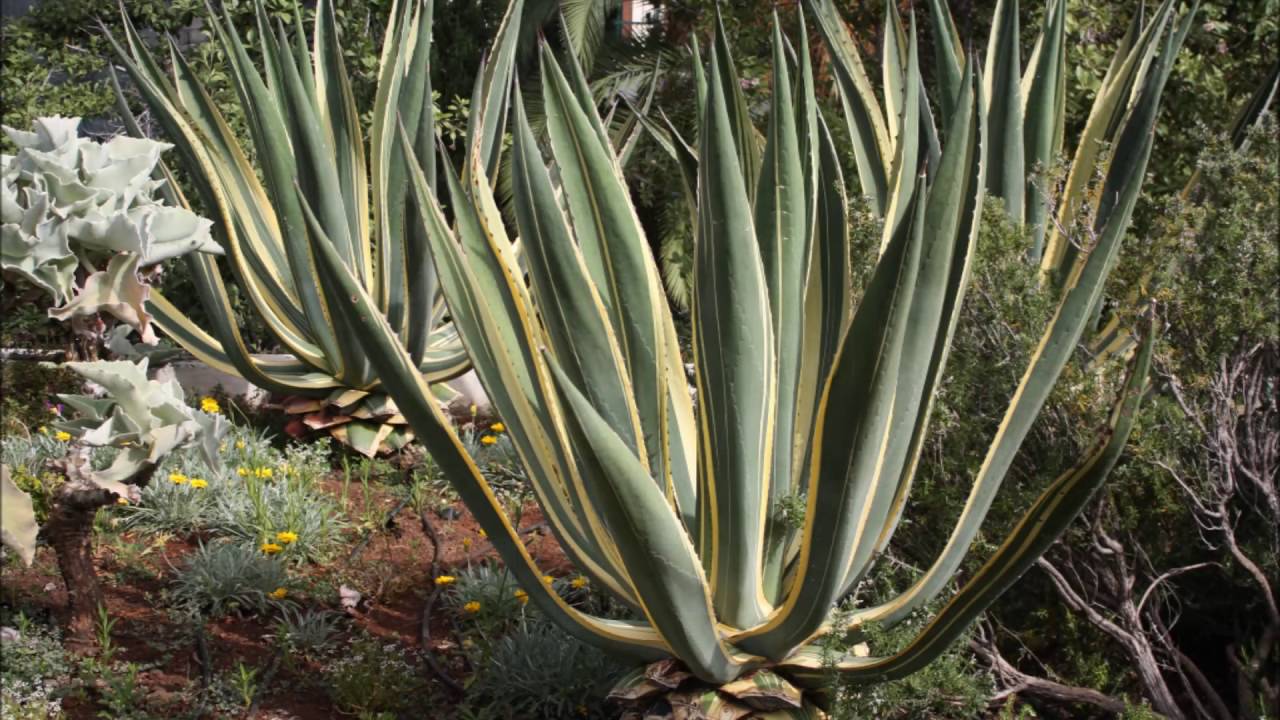 Flowers and Doors of Madeira