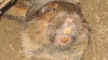 Gopher Control Specialists in Riverside CA