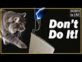 How to Stop Your Cat from Chewing Electric Wires. Top Tips to Prevent Electric Shocks