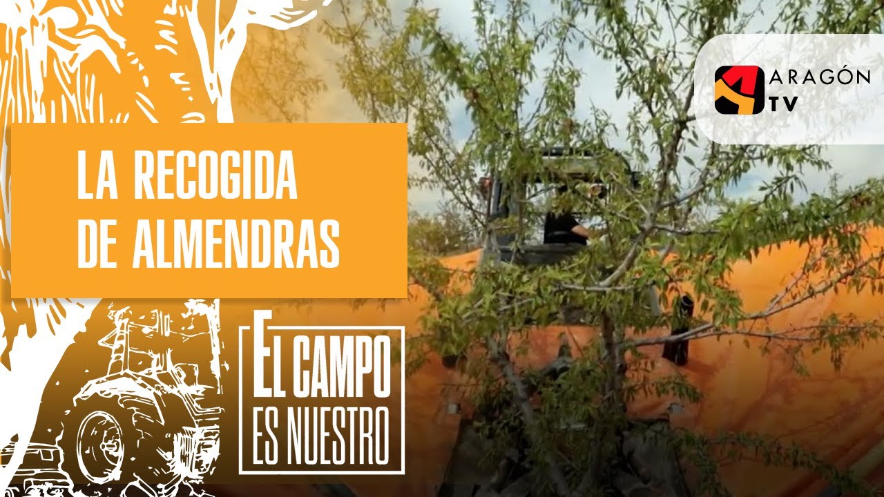 Josema hace con sumo cuidado la recogida de almendras