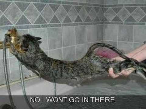 very funney cats youtube