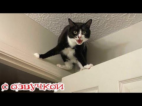 Приколы с котами! С ОЗВУЧКОЙ! Самые смешные животные!! Смешные коты с собаками!