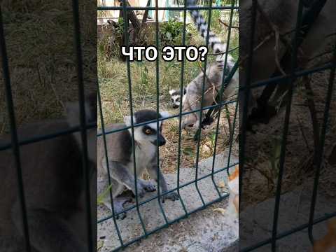 Лемур удивил всех — посмотри, что он вытворяет! #лемур #животные #прикол #shorts #зоопарк #шок