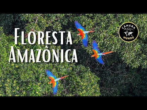 Vídeo: Florestas de montanha da Rússia: flora e fauna