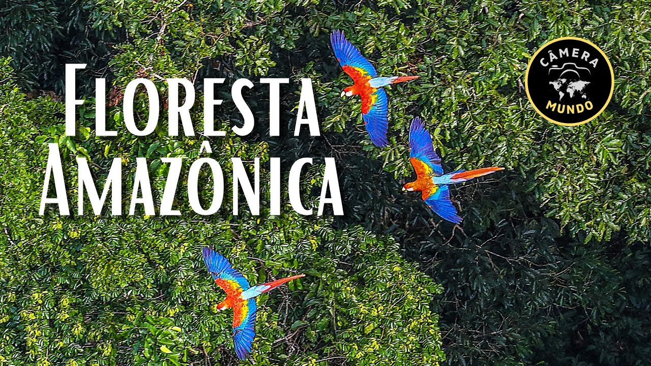 Floresta Amazônica Em 4K ULTRA HD #florestaamazonica #amazonrainforest #amazoniaselvagem