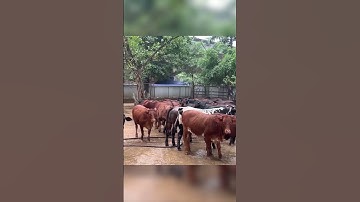 Máy băm cỏ voi thân cây chuối 3A #may3a #maybamco