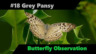 Butterfly Observation Series #18 | Grey Pansy (Junonia Atlites)