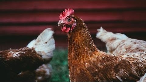 Decoding The Egg Carton