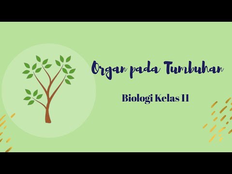 Video: Organ Apa Yang Ada Pada Tumbuhan?