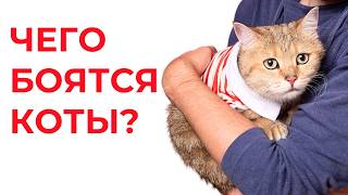 картинка: Чего БОЯТСЯ КОШКИ БОЛЬШЕ ВСЕГО. 11 главных страхов котиков