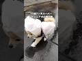 飼い主が一生懸命こしらえたビニール袋カッパでお散歩するスーパーハイシニア犬 #ハイシニア犬 #老犬 #ポメラニアン #shorts