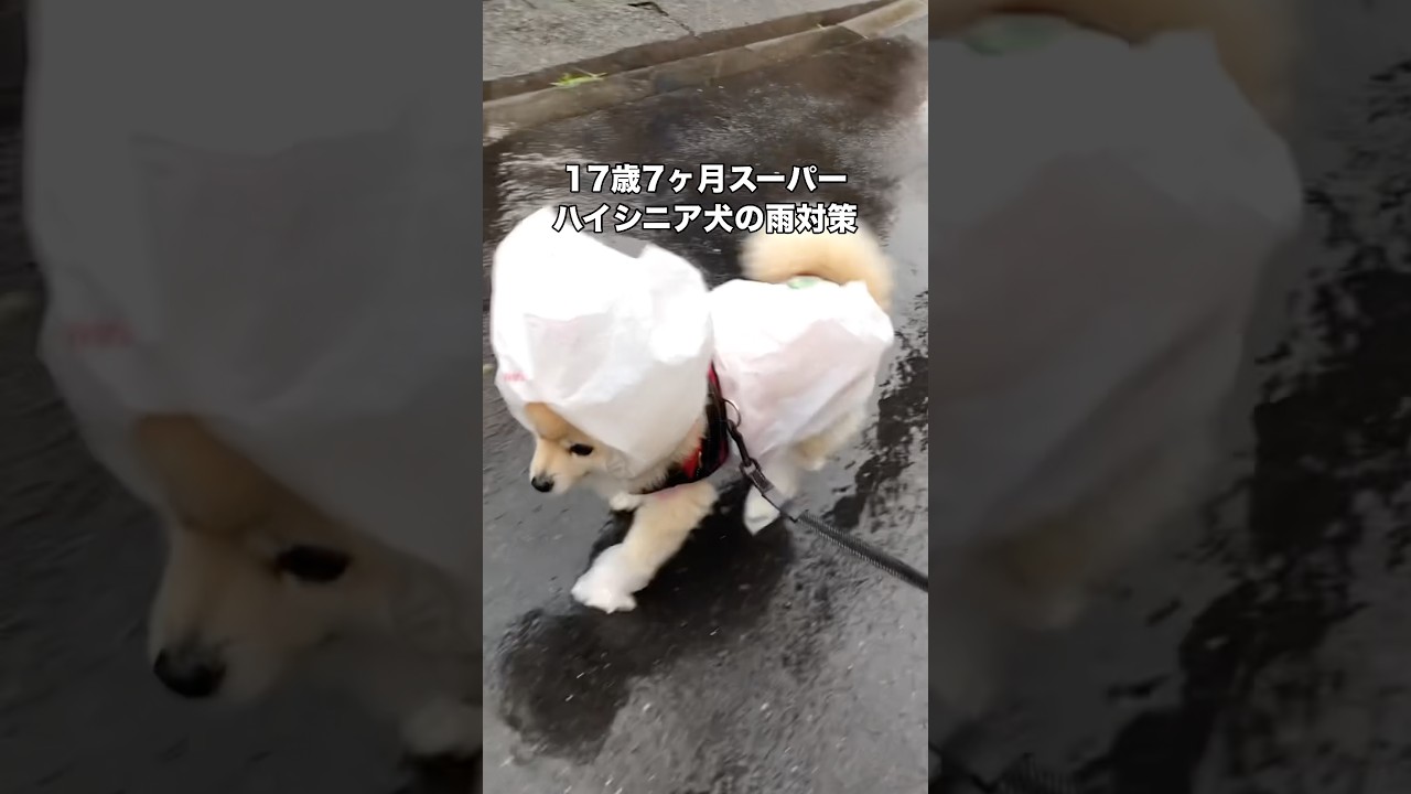 飼い主が一生懸命こしらえたビニール袋カッパでお散歩するスーパーハイシニア犬 #ハイシニア犬 #老犬 #ポメラニアン #shorts