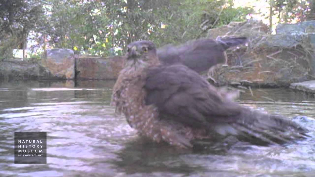camera traps cc Cooper's Hawk Bathing In Pond At NHM Wildlife Gardens