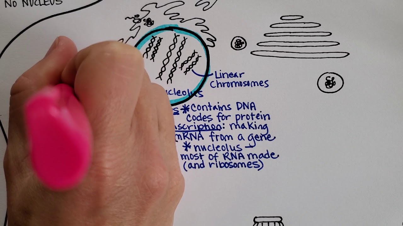 Animal Cell Structure Part 1 - YouTube