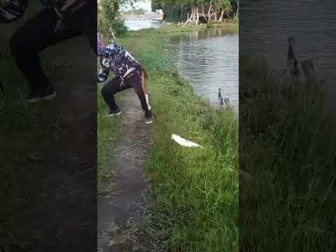 Catching big milkfish