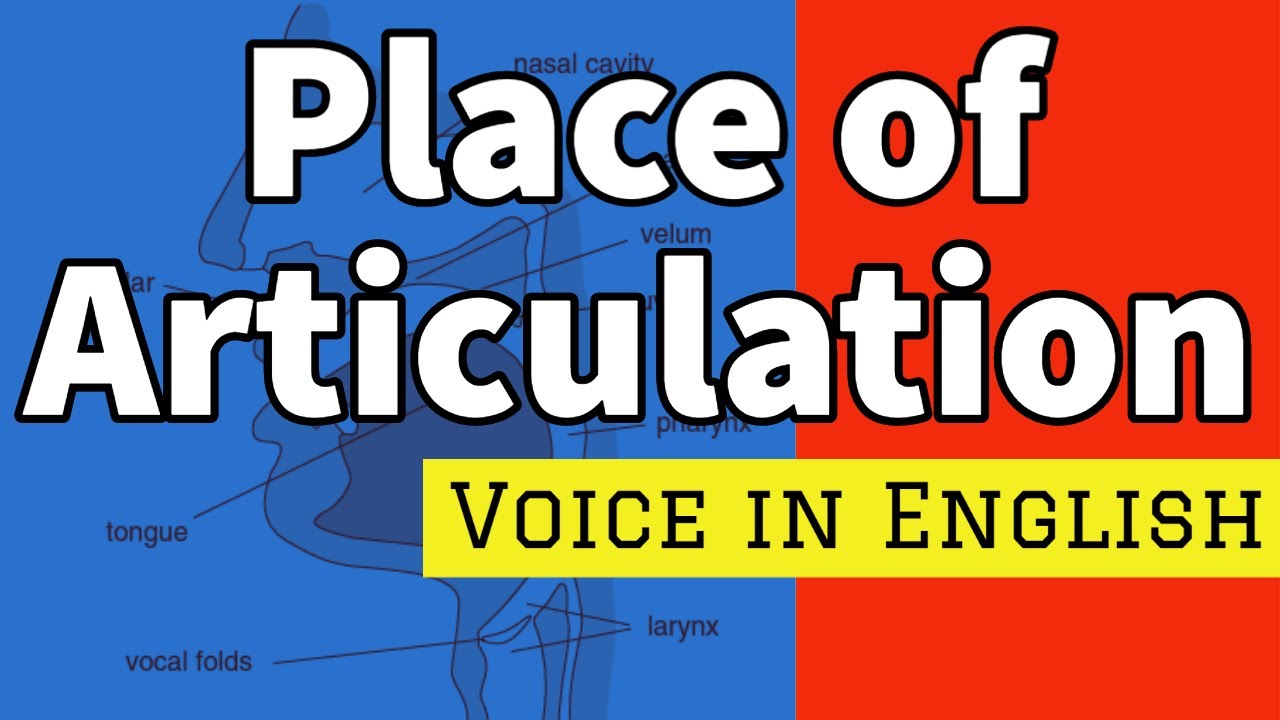 PLACE OF ARTICULATION Phonetics The Sounds Of Language The Study voicing-place-manner-of-articulation-part-2-youtube