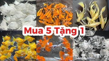 Khuyến Mãi Tặng Cá Molly Và Guppy Cùng Với Combo Giá Rẻ