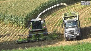 Die Raubkatze zurück im Mais - Claas Jaguar 970 beim Maishäckseln - Lohnunternehmen Winderl