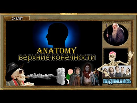 Аппендикулярный скелет - верхние конечности