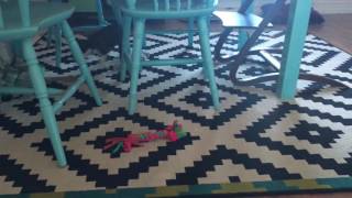 Staffy Puppy Goes Crazy Cutest Thing Ever