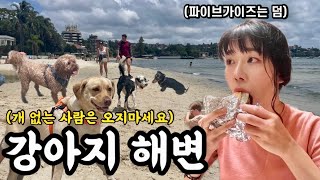🇦🇺사람보다 강아지가 많은 해변에 가보다 feat.파이브가이즈 [호주워홀21]