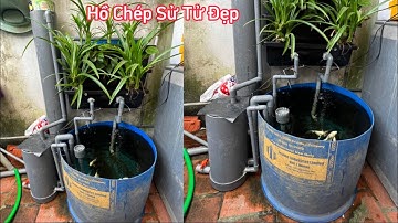 Hồ Cá Koi Chép Sư Tử Mini Dễ Thương - Bộ Lọc Chế Cực Tốt.Hồ của em Phương Ở Hà Nội